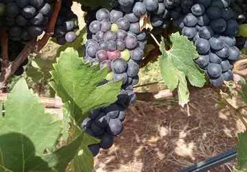 Agricultura de precisão ajuda a produzir vinhos diferenciados em SP