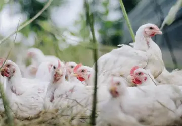 Brasil tem primeiro caso de influenza aviária em aves domésticas